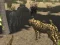 თამაში African Cheetah Hunting Simulator ონლაინ