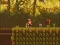 თამაში The Lost Forest ონლაინ