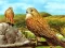 თამაში Birds of Prey Slide ონლაინ