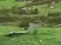 თამაში Pigeons Hunting ონლაინ