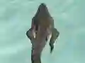 თამაში Crocodile Simulator Beach Hunt ონლაინ