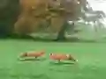 თამაში Hunted Fox ონლაინ