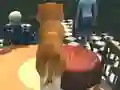 თამაში Dog Simulator: Puppy Craft ონლაინ