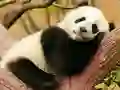 თამაში Animal Differences ონლაინ