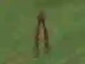 თამაში Dino Hunt ონლაინ