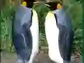თამაში Penguin Puzzle ონლაინ