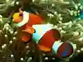 თამაში Underwater Hidden Numbers ონლაინ