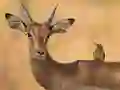 თამაში Wild Deer Jigsaw ონლაინ