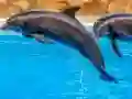 თამაში Sea Dolphin Jigsaw ონლაინ