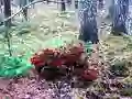 თამაში Bernati Forest Adventure ონლაინ