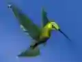 თამაში Hummingbird House Escape ონლაინ