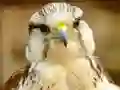 თამაში Gyrfalcon Jigsaw ონლაინ