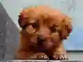 თამაში Puppy Puzzle ონლაინ