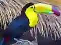 თამაში Toucan Bird Jigsaw ონლაინ