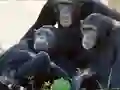 თამაში Funny Chimpanzee Jungle Escape ონლაინ