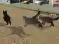 თამაში Run Cat Cat Race ონლაინ