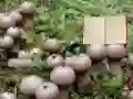 თამაში Lycoperdon Mushroom Land Escape ონლაინ