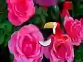თამაში Precious Rose Escape ონლაინ