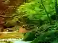 თამაში Peaceful Rainbow Forest Escape ონლაინ