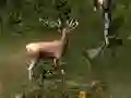 თამაში Sniper Hunting Deadly Animal ონლაინ