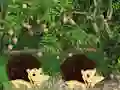თამაში Escape From Mango Farm ონლაინ
