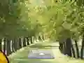 თამაში Pair of Cat Escape ონლაინ