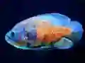 თამაში Tiger Fish Jigsaw ონლაინ