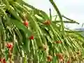 თამაში Dragon Fruit Animal Escape ონლაინ