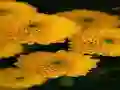 თამაში Chrysanthemums Jigsaw ონლაინ