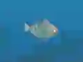 თამაში Fish Companions ონლაინ