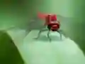 თამაში Dragon Fly Jigsaw ონლაინ