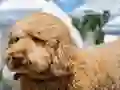 თამაში Labradoodle Jigsaw ონლაინ