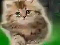 თამაში Couple Kitten Escape ონლაინ
