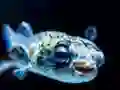 თამაში Puffer Fish Jigsaw ონლაინ