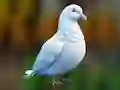 თამაში Realistic Pigeon Rescue ონლაინ