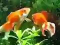 თამაში Blue Fish Escape ონლაინ