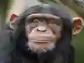 თამაში Chimpanzee Jigsaw ონლაინ