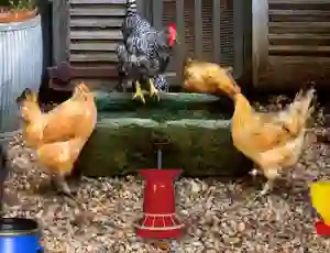 თამაში Poultry Farm Easter Escape ონლაინ