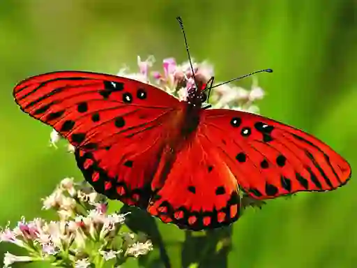 თამაში Nature Jigsaw Puzzle Butterfly ონლაინ