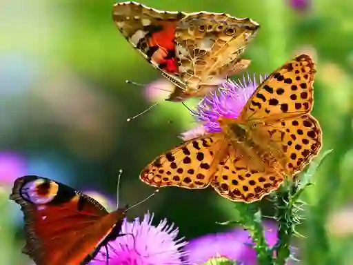 თამაში Butterfly Slide ონლაინ