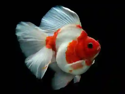 თამაში Gold Fish Jigsaw Puzzle ონლაინ