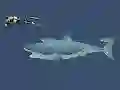თამაში Mad Shark ონლაინ