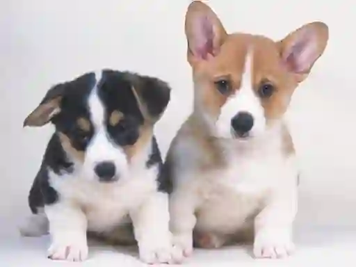 თამაში Cute Puppies Puzzle ონლაინ