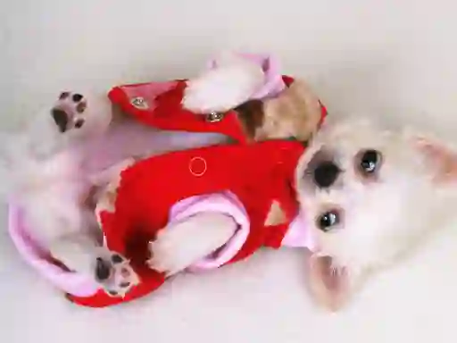თამაში Lovely Puppy Slide ონლაინ