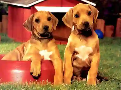თამაში Puppy Pairs Puzzle ონლაინ