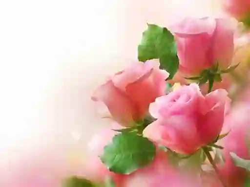 თამაში Pink Roses ონლაინ