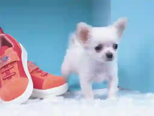 თამაში Lovely Puppy Puzzle ონლაინ