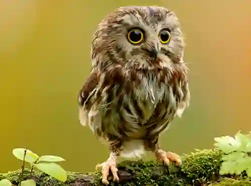 თამაში Animal Hidden Stars ონლაინ