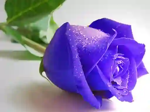 თამაში Blue Roses ონლაინ