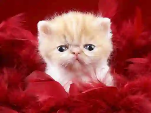 თამაში Funny Kitty ონლაინ